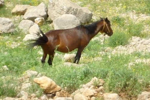 Tunceli ve Muhteşem Doğası galerisi resim 5