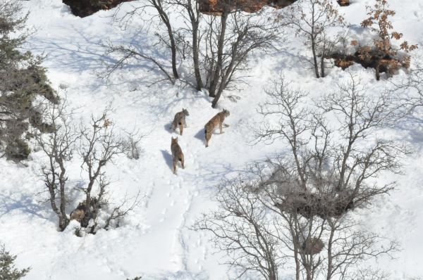 Vaşaklar Tunceli’de Görüldü galerisi resim 1