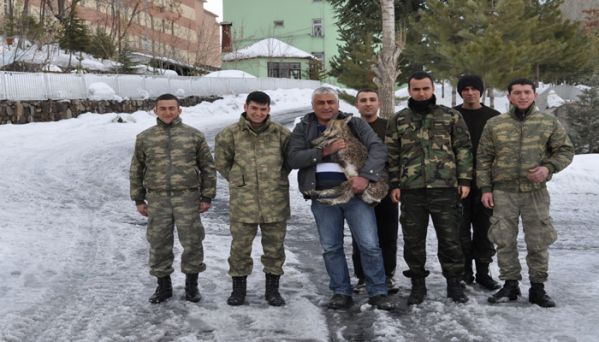 Yavru Dağ Keçisi Doğal Yaşamına Bırakıldı galerisi resim 2