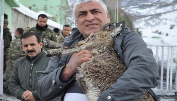 Yavru Dağ Keçisi Doğal Yaşamına Bırakıldı galerisi resim 3