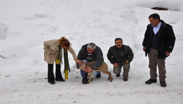 Yavru Dağ Keçisi Doğal Yaşamına Bırakıldı galerisi resim 5