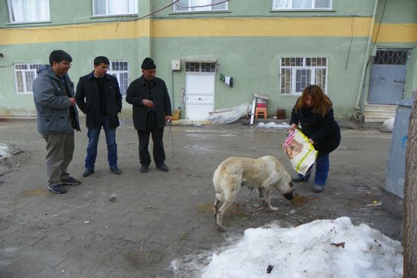 Çemişgezek, Sokak Köpeklerine Sahip Çıkıyor galerisi resim 2