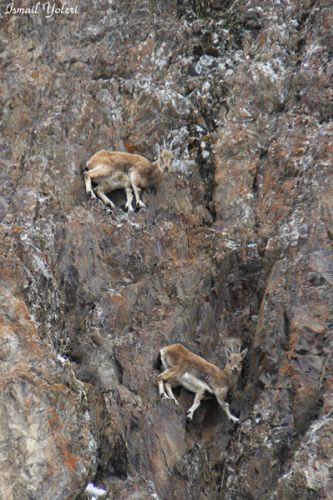 Pülümür’de Dağ Keçileri Tehlikede! galerisi resim 3