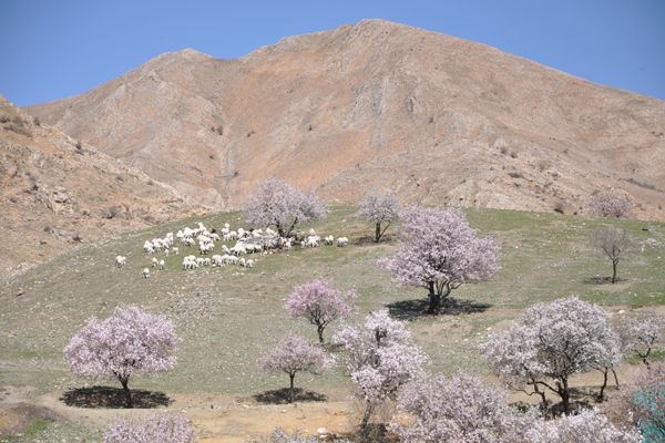 Tunceli'de İki Mevsim galerisi resim 3