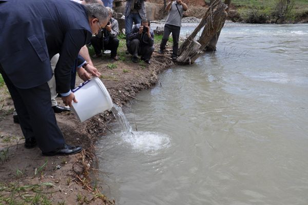 Munzur’a 5 bin Yavru Balık Bırakıldı galerisi resim 4