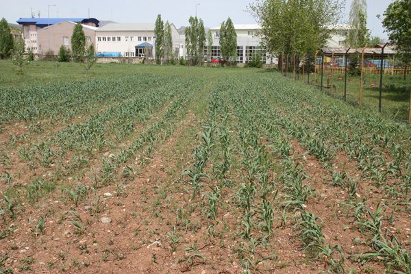 Tunceli Sarımsağının tarla koşullarında üretiminin galerisi resim 3