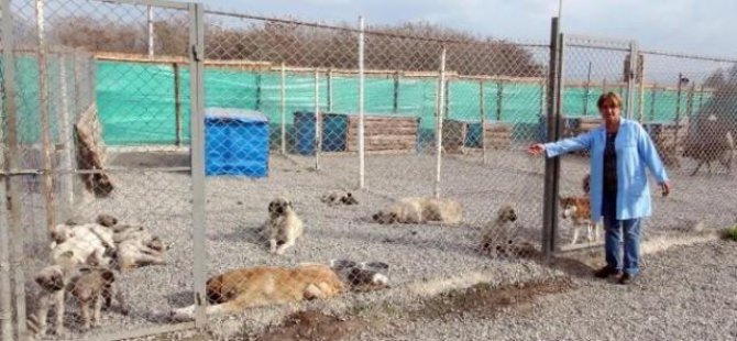 Pülümür'de sokak köpekleri kısırlaştırılıyor