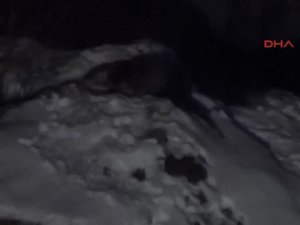 Nesilleri tükenmekte olan Su Samuru Munzur'da görüntülendi