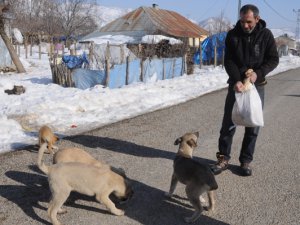 Dersim’de Köpekler Soğuktan ve Açlıktan Ölüyor
