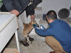 Vaşak saldırısına uğrayan dağ keçisini vatandaşlar kurtardı