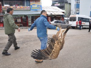 Ormanda bulunan akbabaya vatandaş sahip çıktı