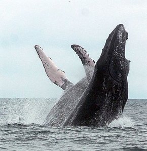 Kambur balinaların aşk dansı! GALERİ