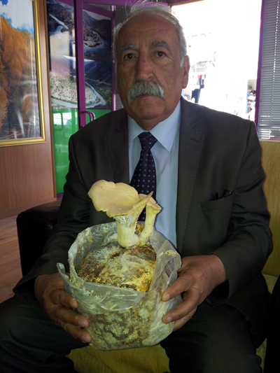 Çarçur mantarı kültür ortamında üretildi