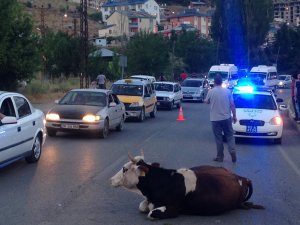 Dersim’de otomobil ineğe çaptı