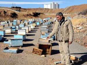 Ayı, 60 Arı Kovanını Parçaladı