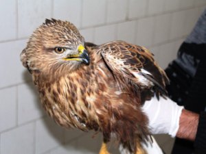 Yaralı kızıl şahin tedavi altında