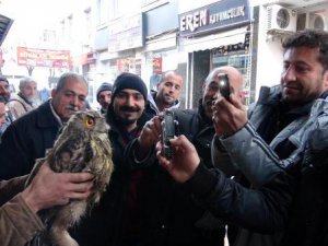 Yaralı baykuş tedavi altına alındı