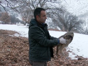 Puhu kuşu doğaya bırakıldı