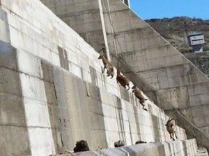 Dersim'de kaçak baraj dağ keçilerinin yaşam alanlarını yok etti