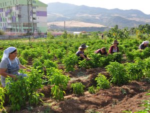 Doğal Bostan Çalışmaları Devam Ediyor