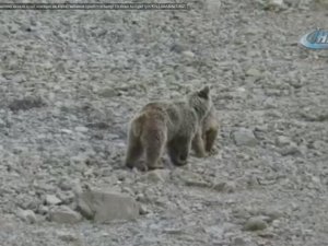 Dersim’de kış uykusuna yatmayan Ayı Ailesi görüntülendi