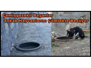 Çemişgezekli  Kadınlar Sokak Hayvanlarını Çömlekte Besliyor