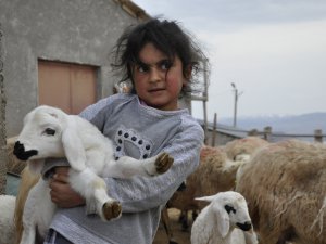 Bahar geldi, koyunlar kuzularla buluştu VİDEO HABER