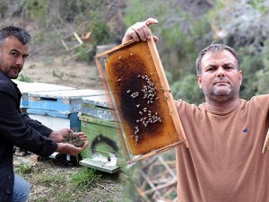 Bal Arısı Ölümleri Endişe Yarattı