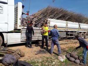 Bursa’dan Dersim’e  fidan gönderildi