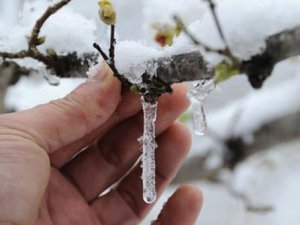 Meteorolojiden Zirai Don Uyarısı