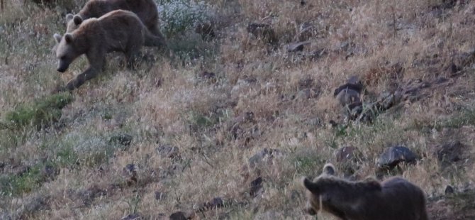 Kışın domuzları yazın ayıları besliyorlar