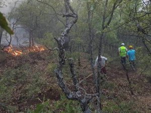 'Dersim orman yangınları raporlaştırılıyor'