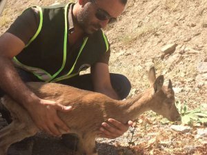 Tedavisi tamamlanan dağ keçisi doğaya bırakıldı