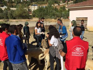 Gönüllüler, sokak hayvanlarını besledi