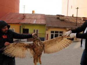 Puhu kuşu, elektrik akımına kapılarak öldü