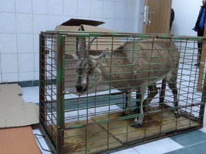 Pülümür'de hasta dağ keçisi tedavi altına alındı