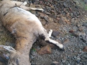 Dersim'de dağ keçileri hastalıktan ölüyor!