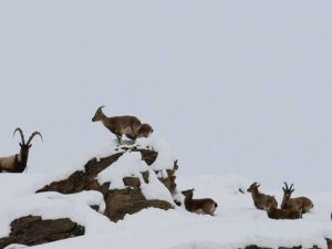 Dersim'de ‘Dağ keçileri koruma altına alınsın’ çağrısı