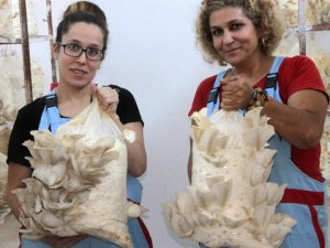 Pedagogluğu bırakıp mantar üretimine başladı
