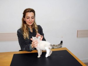 Asker tarafından bulunan yaralı kedi tedavi edildi