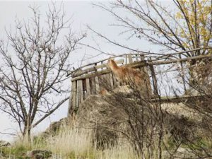 Yaban keçisi kütüphanenin bahçesine girdi