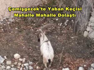 Yaban keçileri ilçeyi mesken tuttu