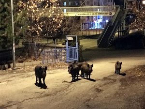 Domuzları ekmek ve meyveyle besliyorlar