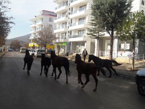 Sahipsiz atlar yürekleri sızlatıyor