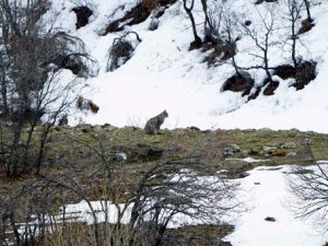 Vaşaklar, Mazgirt'te görüntülendi