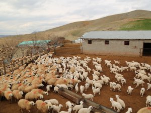 Koyunlar kuzularla buluştu VİDEO HABER