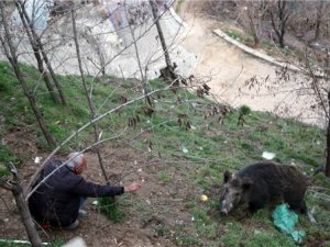 Yaban domuzunu elleriyle besliyorlar