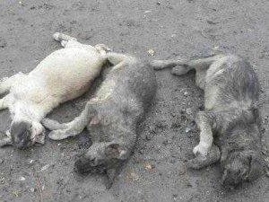 Pertek'te köpeklerin öldürüldüğü iddiası