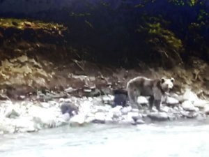 Anne ayı ve yavruları böyle görüntülendi VİDEO HABER
