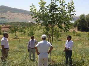 İl Müdürü Kaya’dan ceviz bahçesine ziyaret